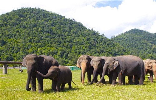 حديقة الفيلة في شنغماي
